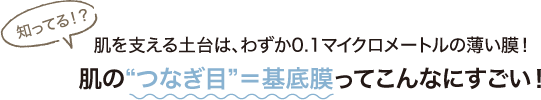 〈知ってる!?〉肌を支える土台は、わずか0.1マイクロメートルの薄い膜！肌の“つなぎ目”＝基底膜ってこんなにすごい！