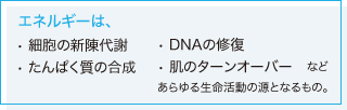 細胞内エネルギーの使われ方