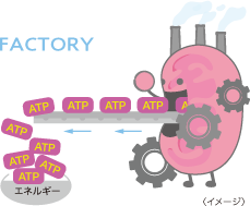 ミトコンドリアはATPの工場