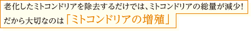 老化したミトコンドリアを除去するだけでは、ミトコンドリアの総量が減少！だから大切なのは「ミトコンドリアの増殖」