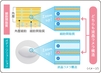細胞間脂質 角層 Zoom up! 水 どちらも液晶ラメラ構…