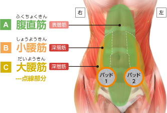 右 左 ふくちょくきん 腹直筋 A 表層筋 しょうようきん …
