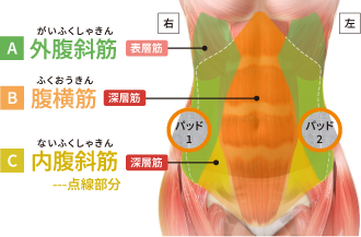 右 左 がいふくしゃきん 外腹斜筋 A 表層筋 ふくおうきん…